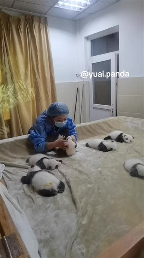 Helping Clean Up a Baby Panda's Mess