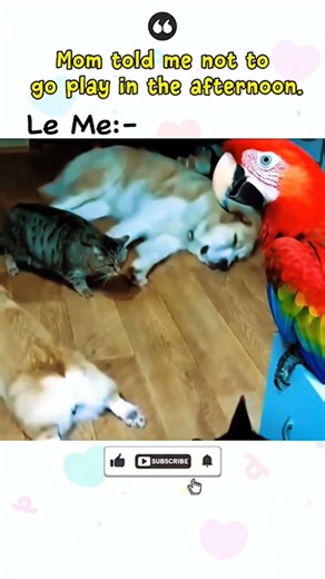cat & macaw 💝. #shorts #cats #macaw