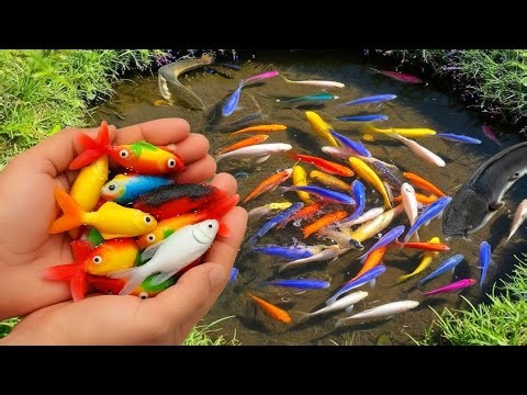 Beautiful Freshwater Fish Hatching From Color Eggs