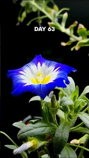 Epic MORNING GLORY Flower Timelapse #satisfyingvideo