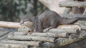 Download An otter is standing on top of a wooden platform for free