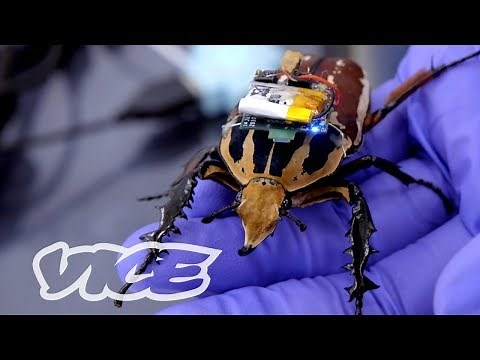 Singapore's Remote-Controlled Cyborg Insects