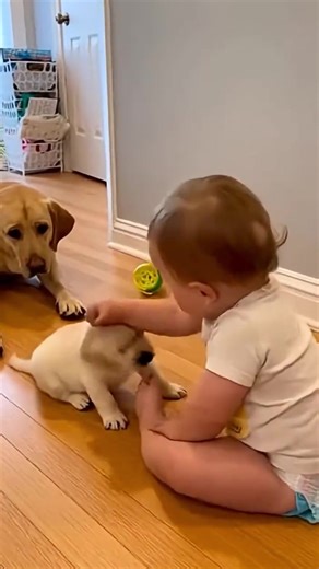 AI turned my dog into this 🎉 #pet #ai #aipet #cartoon