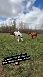 Anne Marie & Link | Please enjoy Link curb stomping a rubber chicken into the ground. Thank you @weequestrian_2021 for buying him this hilarious toy and taking... | Instagram