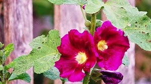 Malva arborea (Lavatera arborea, or Malva eriocalyx), tree mallow, is species of mallow native to coasts of western Europe and Mediterranean region, from British Isles to Libya and to Greece.