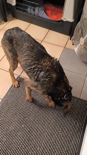 12K views · 356 reactions | MODJO a besoin de vous  Maj 08/11/25:...