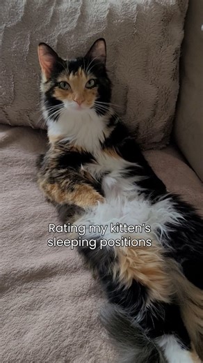 Freya | Adventure Cat | Mischief Maker on Instagram: "A couple months ago I made a reel rating my sleeping positions, and a lot of you asked for it to become a little series. Which makes sense, because I have never slept normally a day in my life. So for the second reel, I figured a kitten version was required. 💤 As you can see, I was immediately comfortable in my furever home and wasted absolutely no time sleeping belly up. Sometimes it was right in the middle of the kitchen floor. Just boom. 