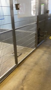 Update: Adopted ❤️ Take Edwin home today! Beautiful black lab mix! Knows basic commands! Gives kisses to the kiddos too! | Jackson County Animal Shelter - Michigan