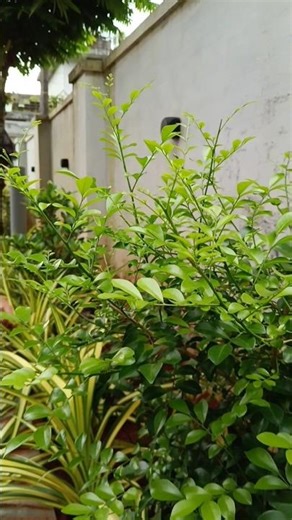 plant stories 😍#shortsfeed #shortsviral #garden