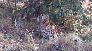 Epic Death Match Between a Giant Python and a Leopard with Her Cub Caught on Camera (Photos Video)