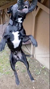 #springpole #tugmutt #tugtoy #pitbull #apbtlife #apbt #americanbully #gamedog #flirtpole #tug | Miracle McKnight | Facebook