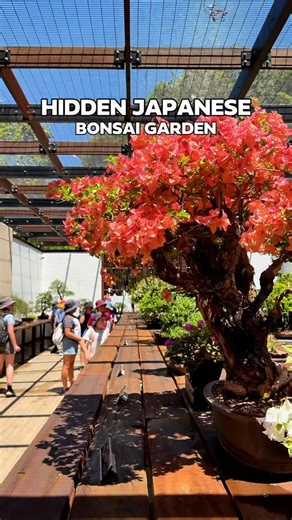 [ THINGS TO DO ] This Hidden Japanese Bonsai Garden in Brisbane Exists Just 15 Minutes From Brisbane City Just beyond the Japanese Gardens at Mt Coot-tha lies one of Australia’s largest public bonsai collections and you’ve probably never heard of it. The Bonsai House at Brisbane Botanic Gardens is a peaceful, open-air sanctuary featuring over 80 intricately manicured trees, including a 1941 Port Jackson Fig. Visitors from around the world come to admire this living art form You’ll find a bamboo 