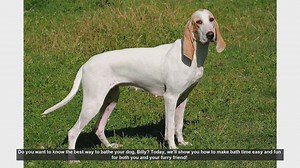 How to Bathe Your Dog: Easy and Fun Tips!