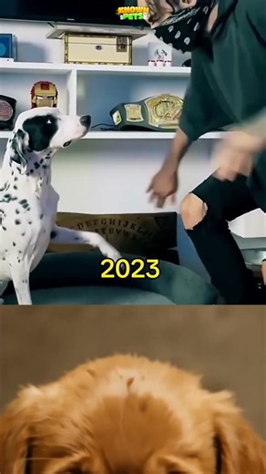 Saddest moment of his life (RIP lovely dog) #sadstatus #sadmoment #dogs #dogshorts