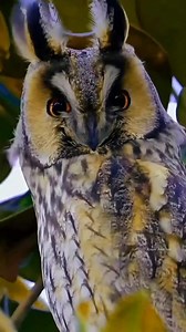 The Eagle Owl (Bubo bubo) is one of the largest species of owls, known for its striking appearance and powerful build.Its most distinctive features include large, bright orange eyes, prominent ear tufts and a mottled brown and black plumage that provides excellent camouflage. #eagleowl #bubo #buboowl #owls #owlslover #wildlife #viralreels #viralpage #trendingreels #animals #birds #hindifacts #wildlifeplanet #species #naturelovers #facts #knowanytime | Know Anytime