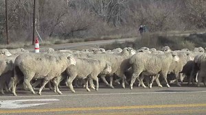 2,500 sheep march through Caldwell in longstanding local tradition
