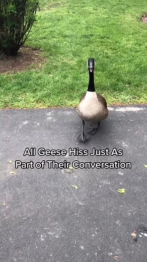 They usually hiss when protecting their young or territory, remain calm, they will see you as no threat and walk away. #maxinesrockinanimals