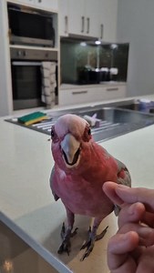 Feather hydraulics functioning perfectly. The sacred cheek-floof bloom 🥹 Birds floof their feathers during a scratch because the skin around their head and face contains a high concentration of mechanoreceptors — sensory cells that respond to touch and pressure. When these receptors are activated, they trigger a parasympathetic response that relaxes the tiny erector muscles attached to each feather follicle, causing the feathers to lift and expand. This reaction is similar to the way mammals re