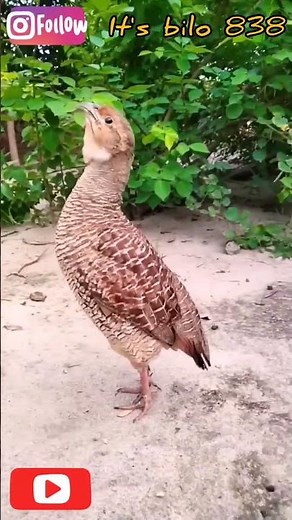 teter sound /grey falcon sound /teter ki awaz #iraniteetervoice #teeter