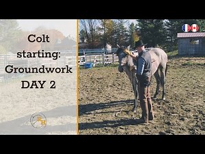 Using Natural Horsemanship Techniques to Start a Horse on the Ground | Day 2 (Complete session)