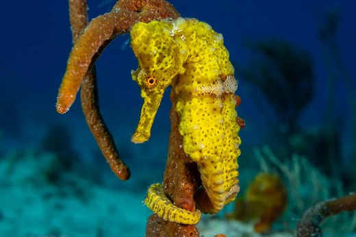 Seahorses as Pets: Price, Lifespan, and How to Keep Them Healthy