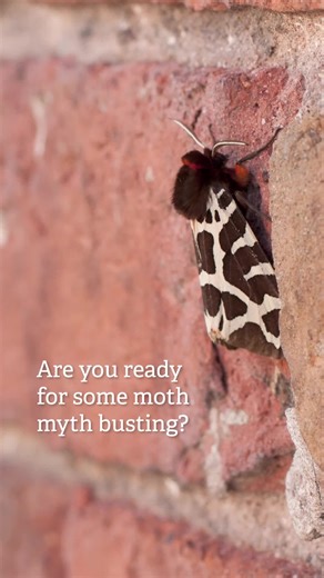 We're busting myths about moths! Moths only come out at night ❌️ Moths are dull and brown ❌️ Moths all eat clothes ❌️