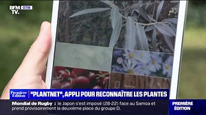 "Plantnet": cette appli vous permettra de ne plus vous planter pour reconnaître les fleurs