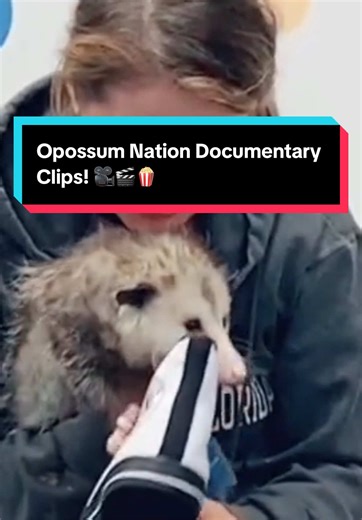 Funny Documentary Clips!!! Here’s one of our favorites with the amazing @Anthony Sullivan! Not only is this guy the most talented pitch man ever but he took the time to help us support wildlife! He is a great person and is 💯 opossum approved! #zarigüeya #animalfriends #opossums #funnyanimals #funnyclip