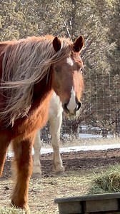 12K views · 6.9K reactions | Rocky Rocky oh how I love you Rocky. I...