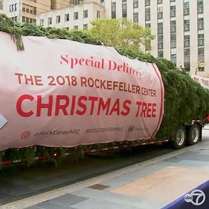 'Tis the season! The 72-foot-tall Rockefeller Center Christmas Tree arrived in NYC from Wallkill, New York this morning https://7ny.tv/2JSoasZ 🎄🎁🔔 | ABC7NY