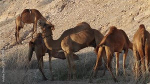 Camel Herd in the desert of isreal