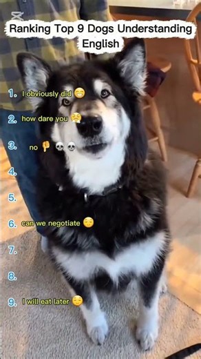 Ranking Top 9 Dogs Understanding English (part 5)