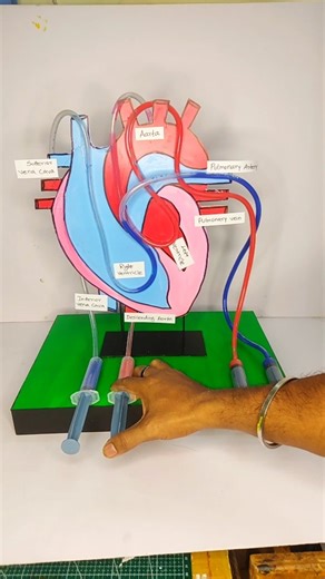 heart working model | Science project #schoolproject #science #shorts