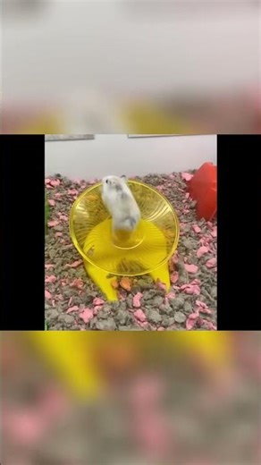 Confused Fish & Pacifier: Unbelievable Moments! #shorts