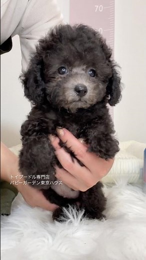 トイプードル専門店の子犬です。愛称ユラちゃん、3/8生まれ、シルバー女の子です。#トイプードル #トイプードルシルバー #トイプードル子犬