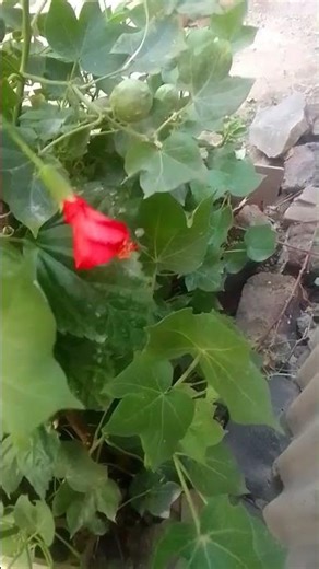 12/3/2026. आमच्या झाडाला आज जास्वंद चे फुल झालेत 🌺🌹#flowercolor