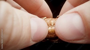 Pecan being cracked into two parts, showcasing the internal texture of the nut in macro.