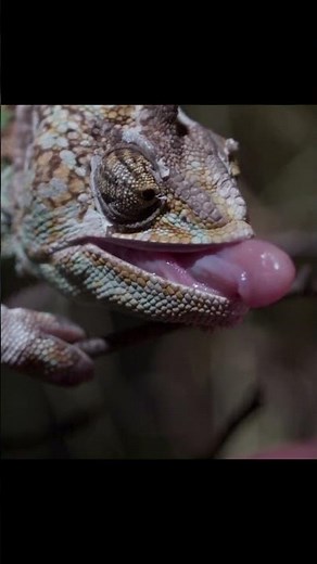 How a Chameleon’s Tongue Really Works