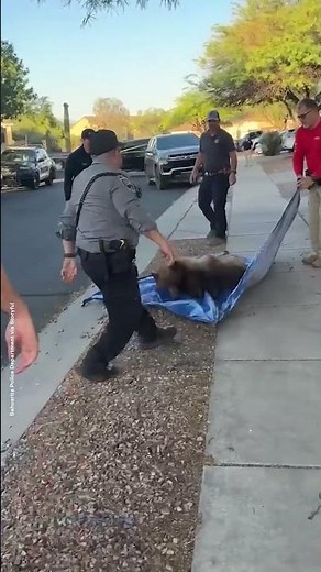 Captan la caída de un oso durante un operativo de rescate | Noticias Telemundo