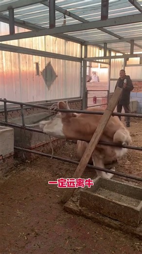 If your cattle are frightened, you can use this trick – a cattle-raising tip from a farmer.