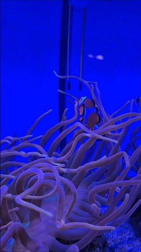 I found Nemo in Kaliningrad #russia #nemo #kaliningrad