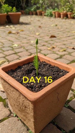Yarrow Flower Bloom Timelapse | Beautiful Wildflower Growth 🌿 #natureshorts #youtubeshorts