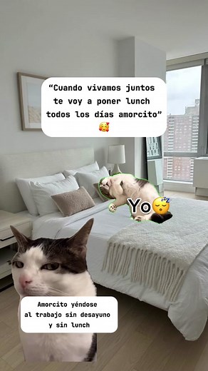 Funny Cats Memes Compilation | Laugh with Cute Cat Videos