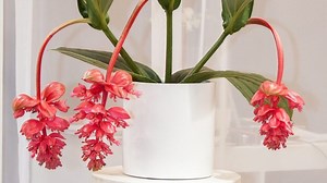 Tropical plants to brighten your Spring