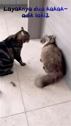 Sibling Bonding… Cancelled! #cutepet #catshort