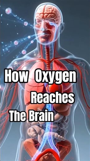 How Oxygen Travels from Lungs to Brain | 3D Body Animation | #wellness #healthtips #shortsfeed