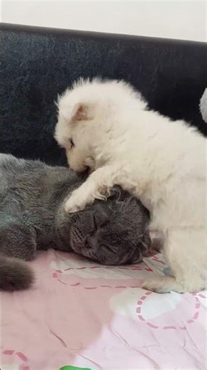 Puppy Eating a Kitten