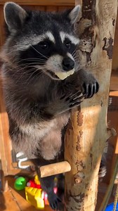 Cute 🥰 #raccoon #raccoons #raccoonsofinstagram #trashpanda #raccoonlove #raccoonlife #raccoonlover #wildlife #animals #babyraccoon #cute #rocketraccoon #raccoonbaby #raccoonofinstagram #raccooncafe #raccooneyes #raccoonmemes #nature #mapache #petraccoon #racoon #raccooncity #trashpandas #art #raccoonart #love #cuteanimals #waschb #pet #animal #memes #cuteraccoon #raccoondog #r #animallovers #photography #wildlifephotography #babyraccoons #funny #fox #naturephotography #petsofinstagram #illustra