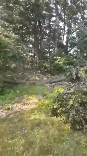 Red Oak Tree removal in Marlboro MA | Chappell Tree And Landscape