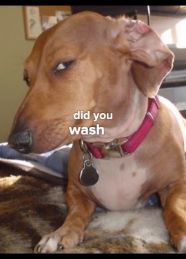 Suspicious Dog Meme: Did You Wash Between Your Cheeks?